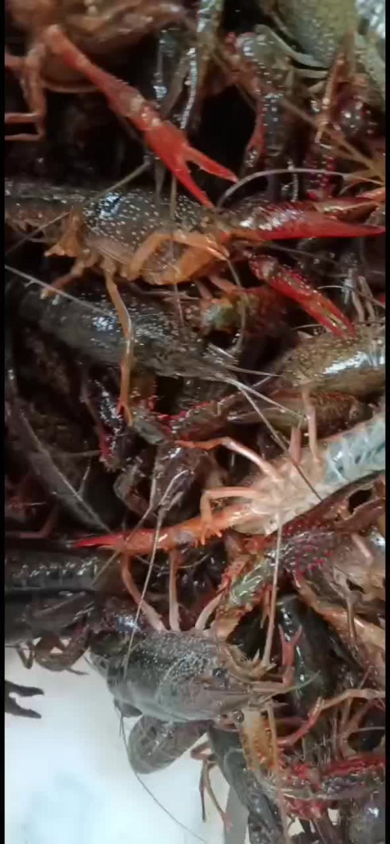 湖北清水养殖小龙虾，底板干净，肉质饱满紧实，价格合适。