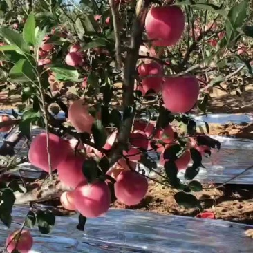 绥中中秋王苹果大量供应