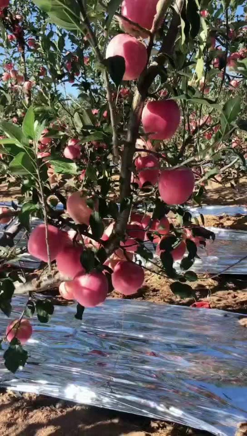 绥中中秋王苹果大量供应