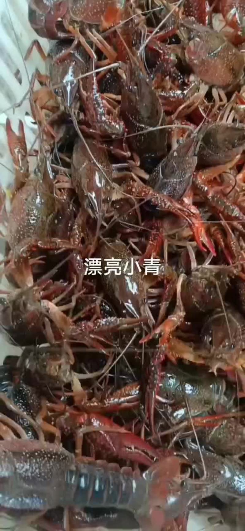 湖北清水养殖小龙虾，底板干净，肉质饱满紧实，价格合适。