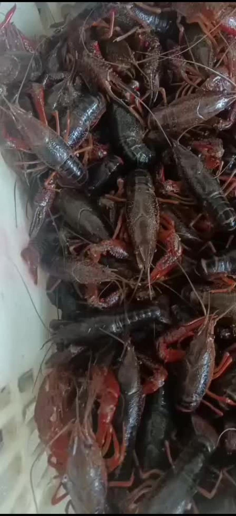 湖北清水养殖小龙虾，底板干净，肉质饱满紧实，价格合适。