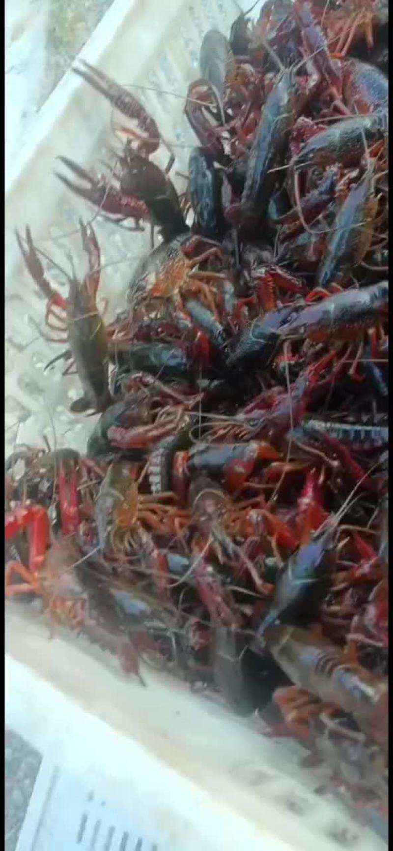 湖北清水养殖小龙虾，底板干净，肉质饱满紧实，价格合适。