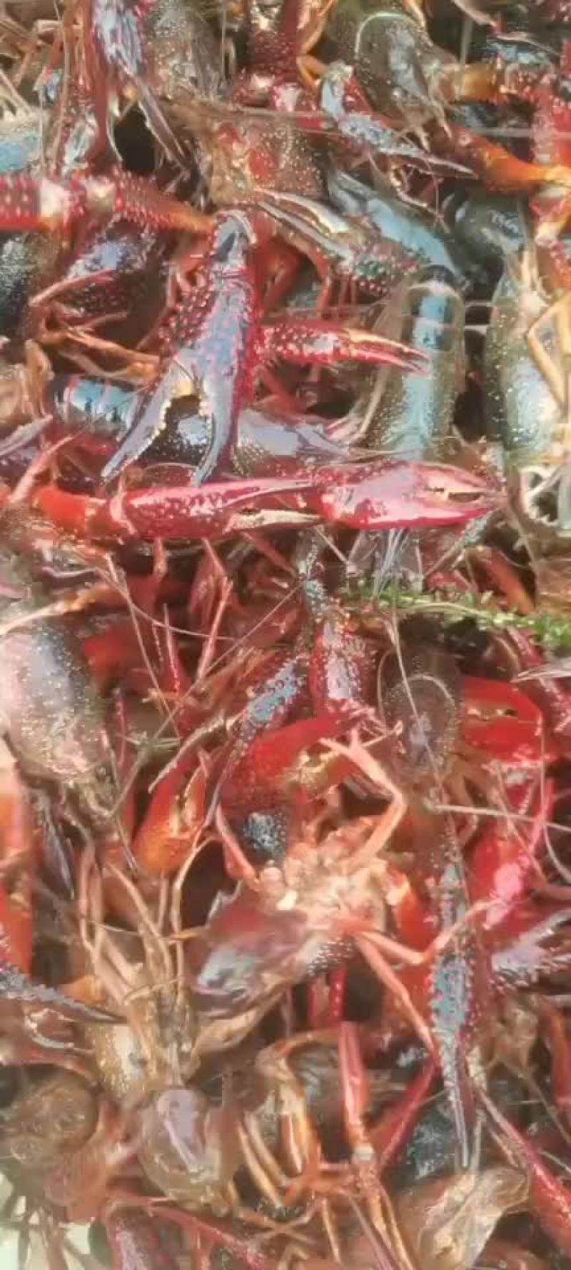 湖北清水养殖小龙虾，底板干净，肉质饱满紧实，价格合适。