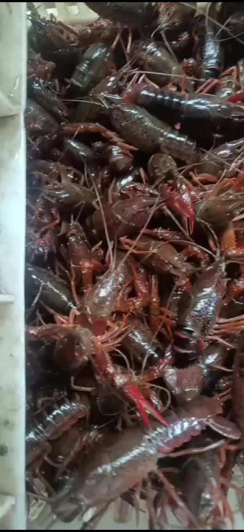 湖北清水养殖小龙虾，底板干净，肉质饱满紧实，价格合适。