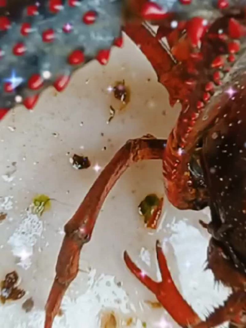 湖北清水养殖小龙虾，底板干净，肉质饱满紧实，价格合适。