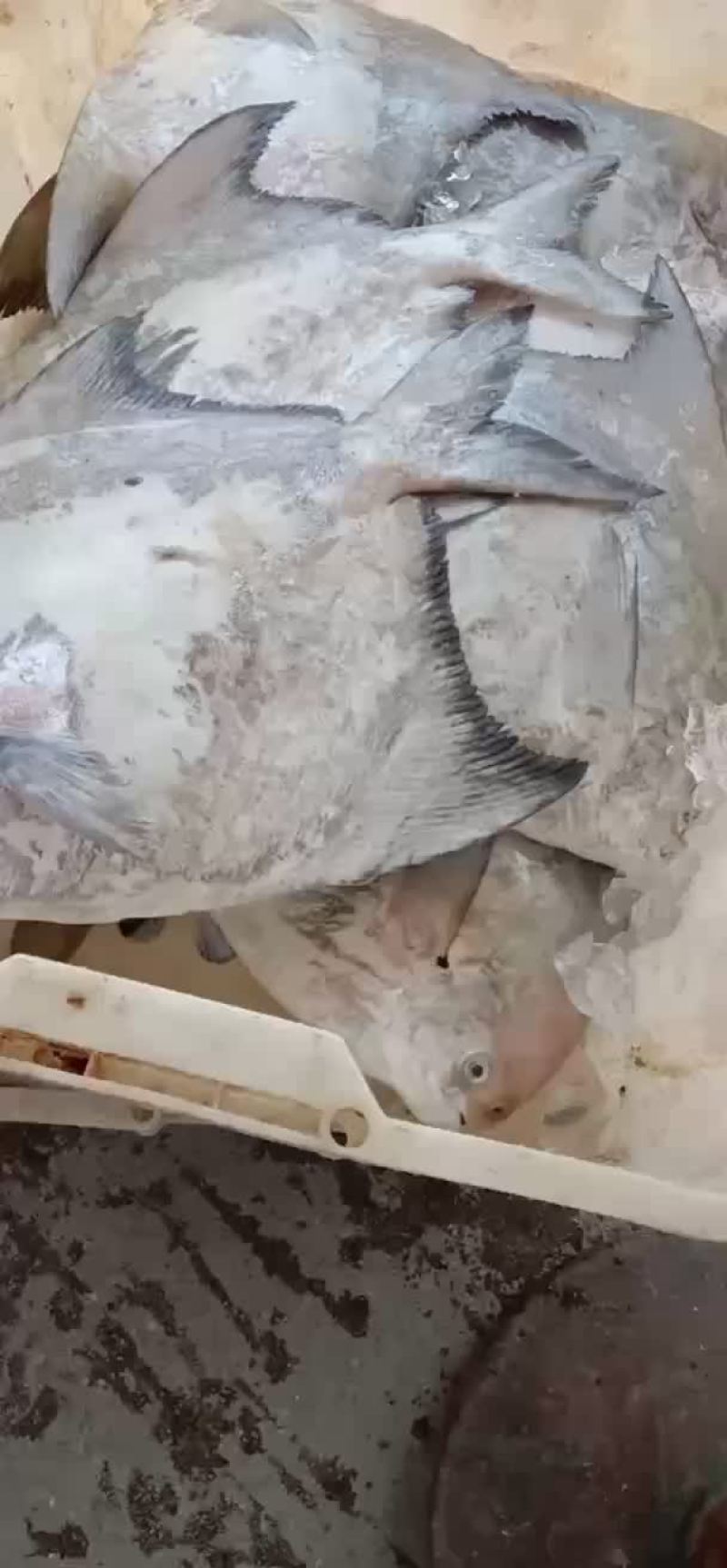 北部湾大英仓