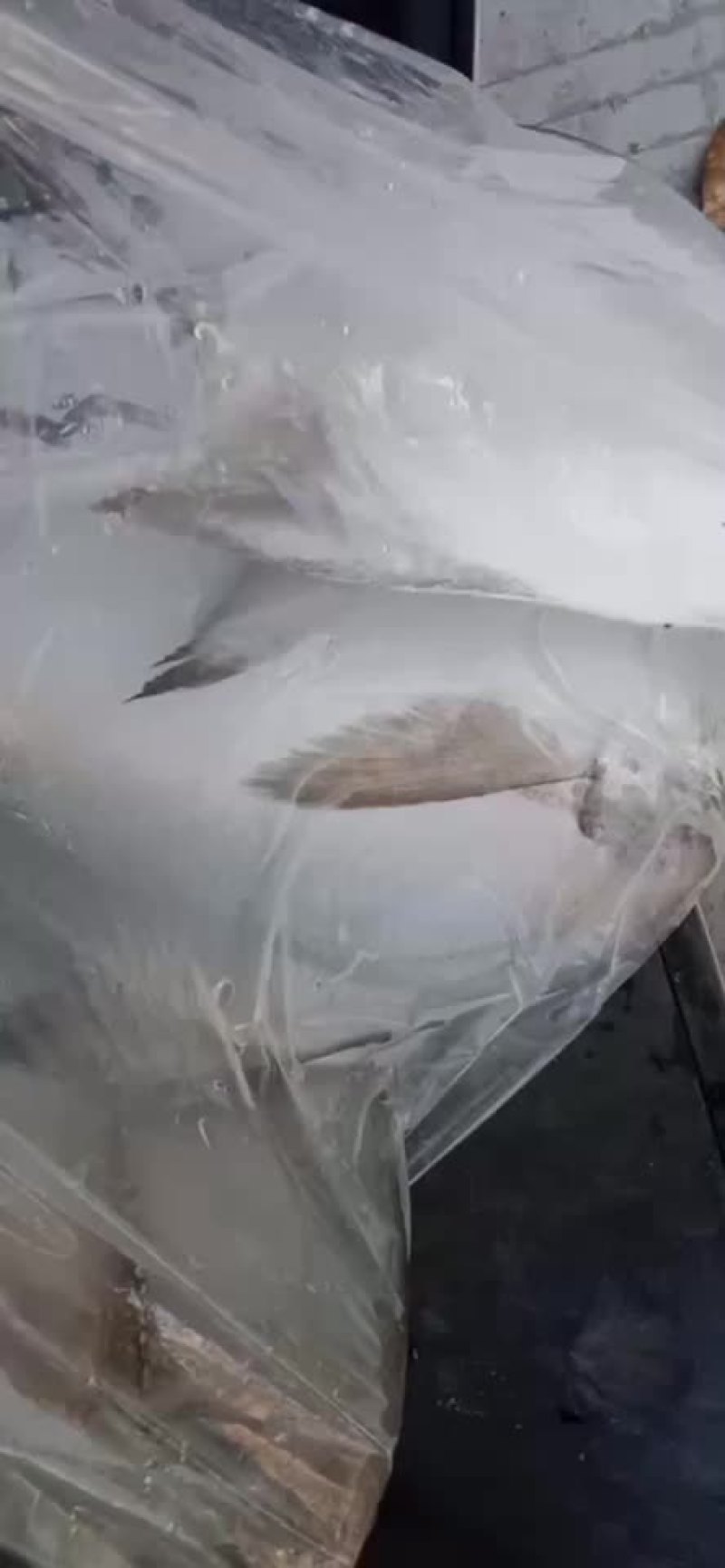 北部湾大英仓