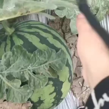 西瓜西双版纳美都无籽西瓜西瓜西瓜