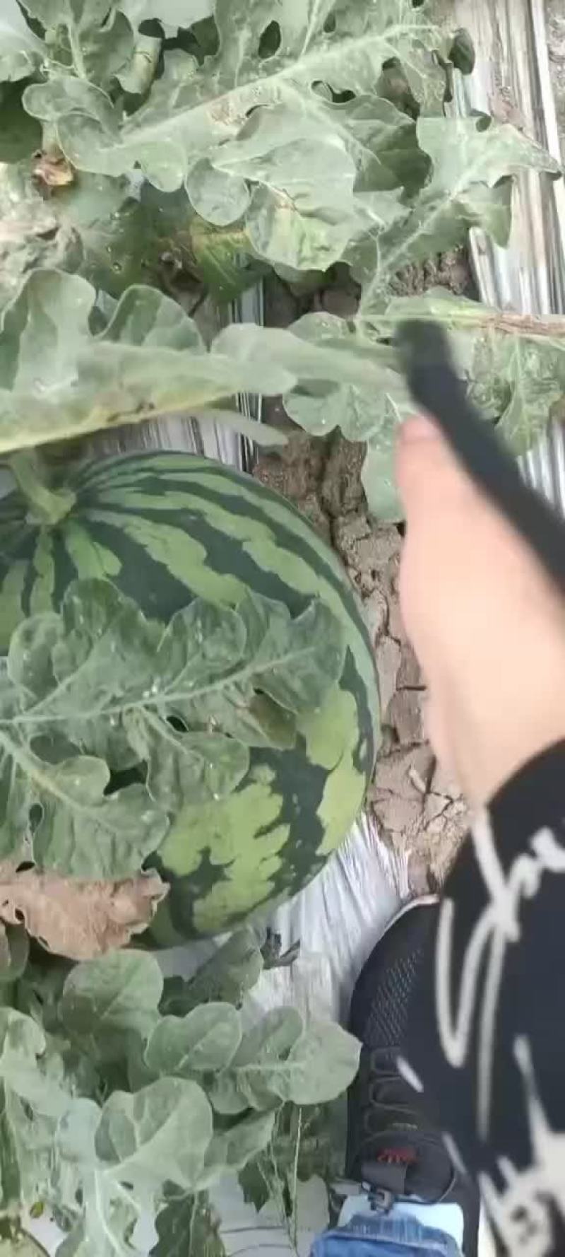 西瓜西双版纳美都无籽西瓜西瓜西瓜
