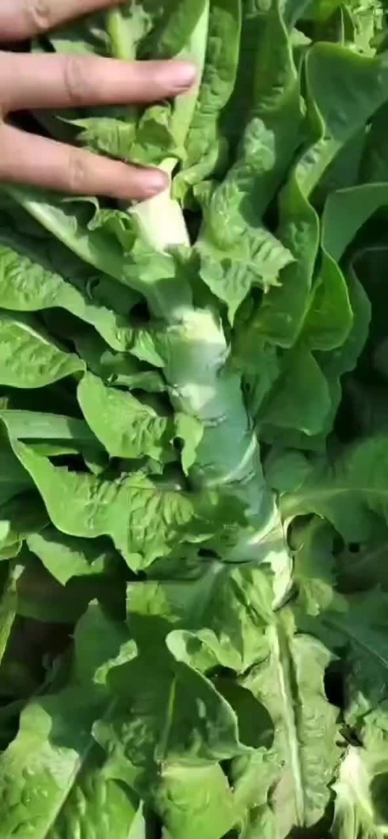 精品莴苣