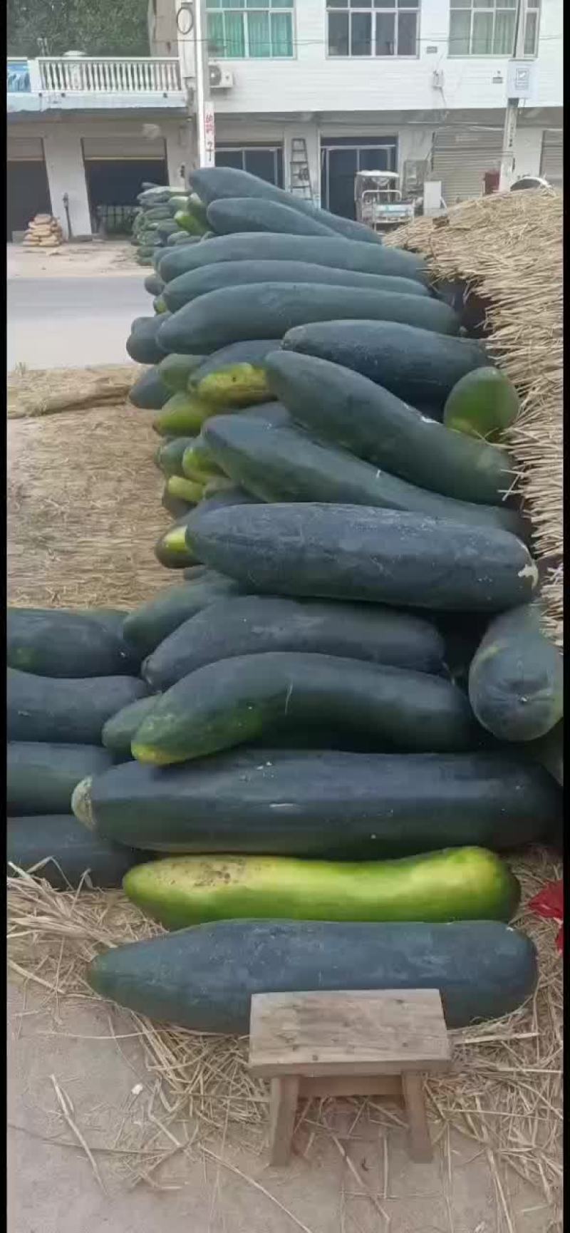 黑皮冬瓜大量上市