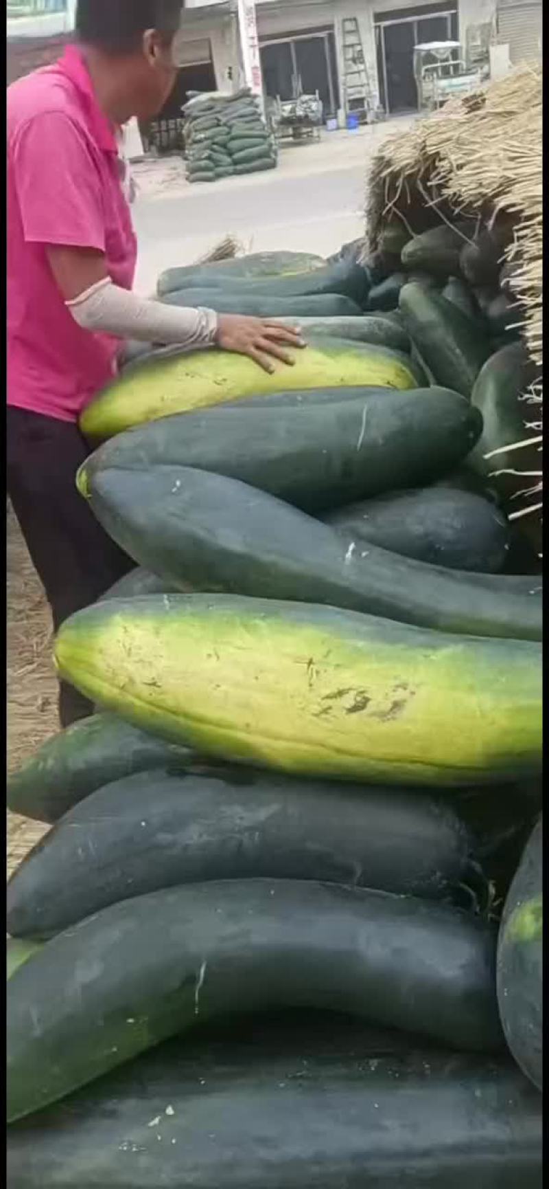 黑皮冬瓜大量上市