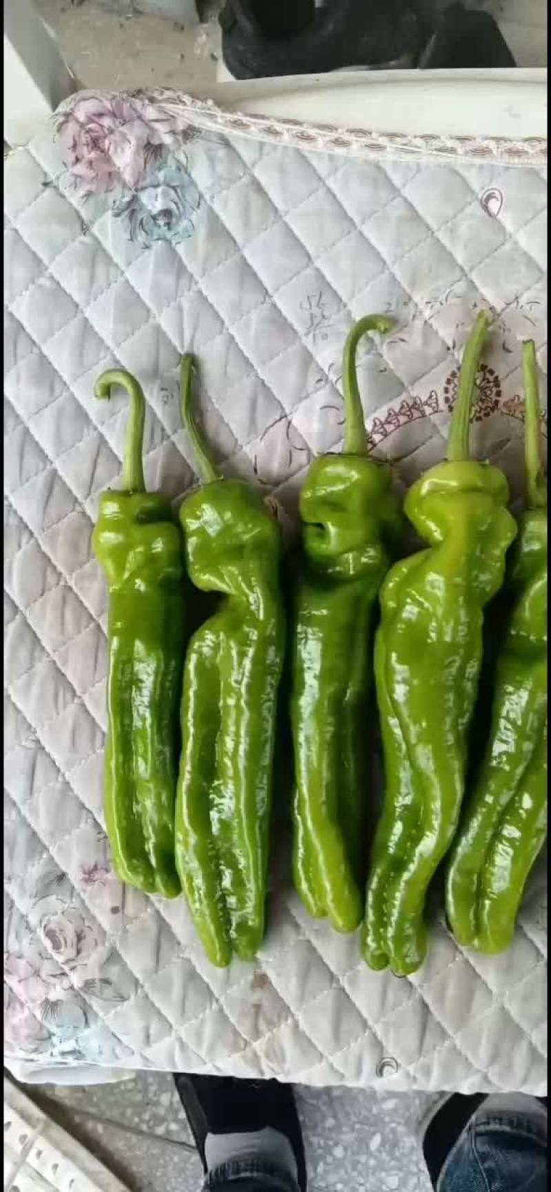 精品辣椒泡椒。农户自产自销。