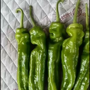 精品辣椒泡椒。农户自产自销。