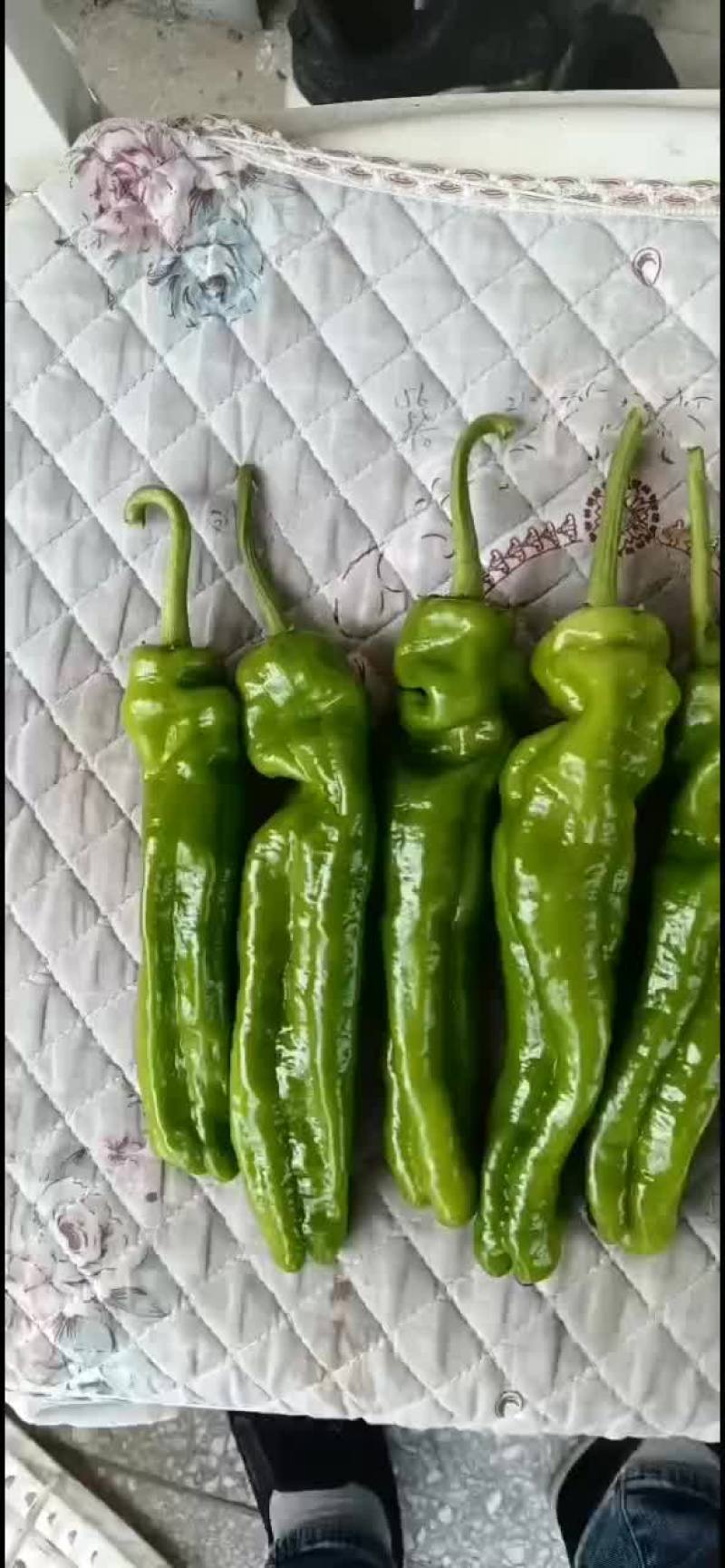 精品辣椒泡椒。农户自产自销。