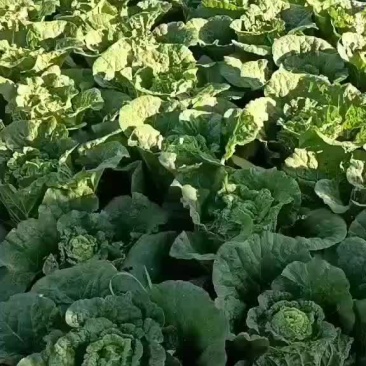 云南白菜