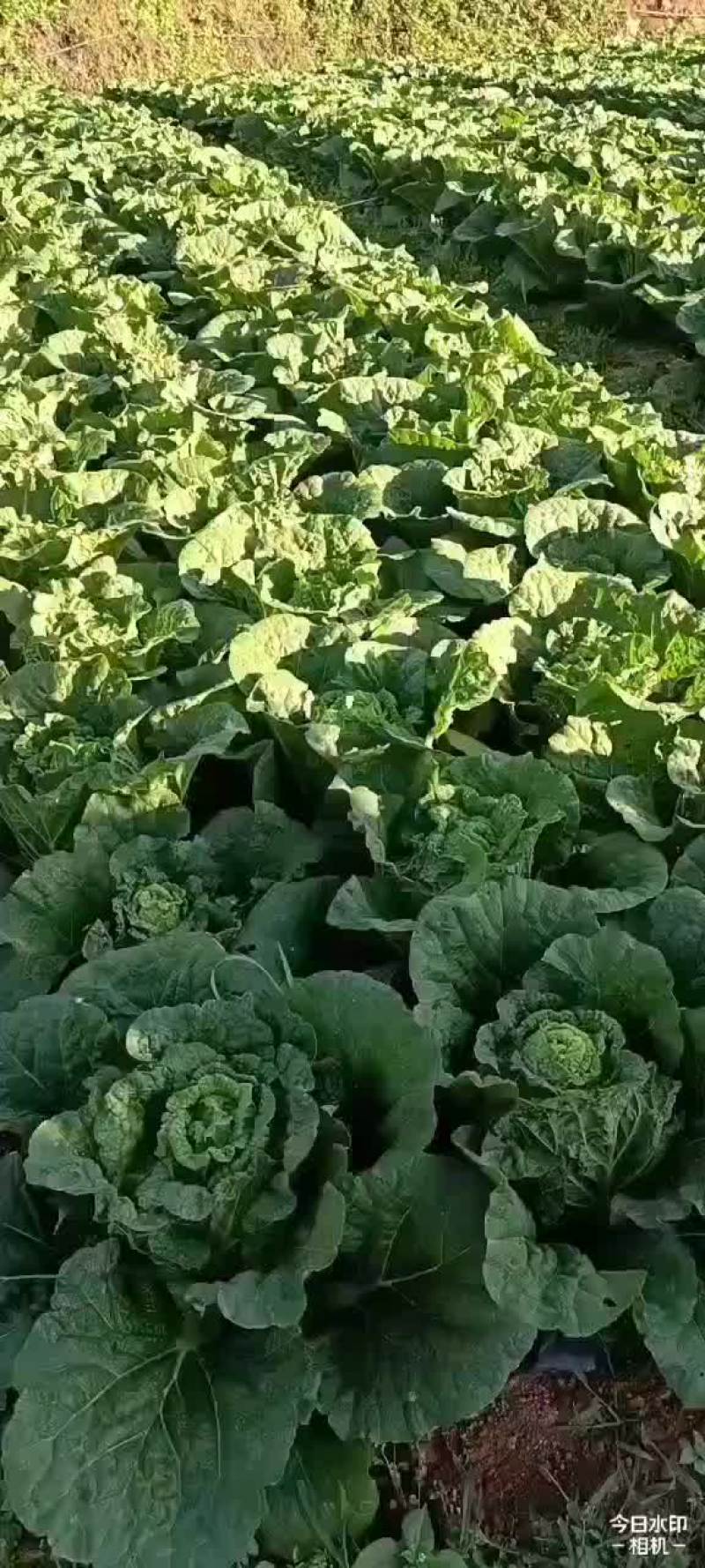 云南白菜