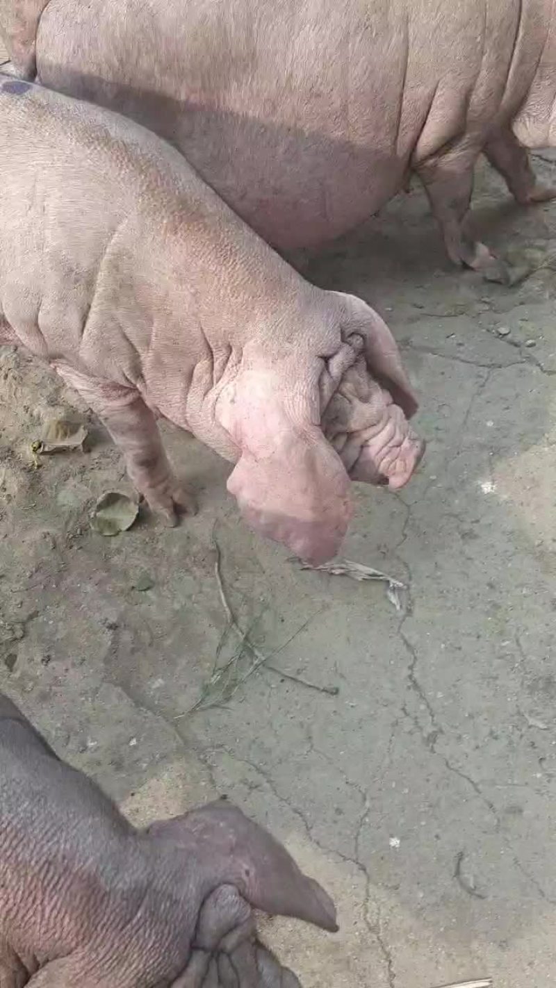 怀孕太湖母猪