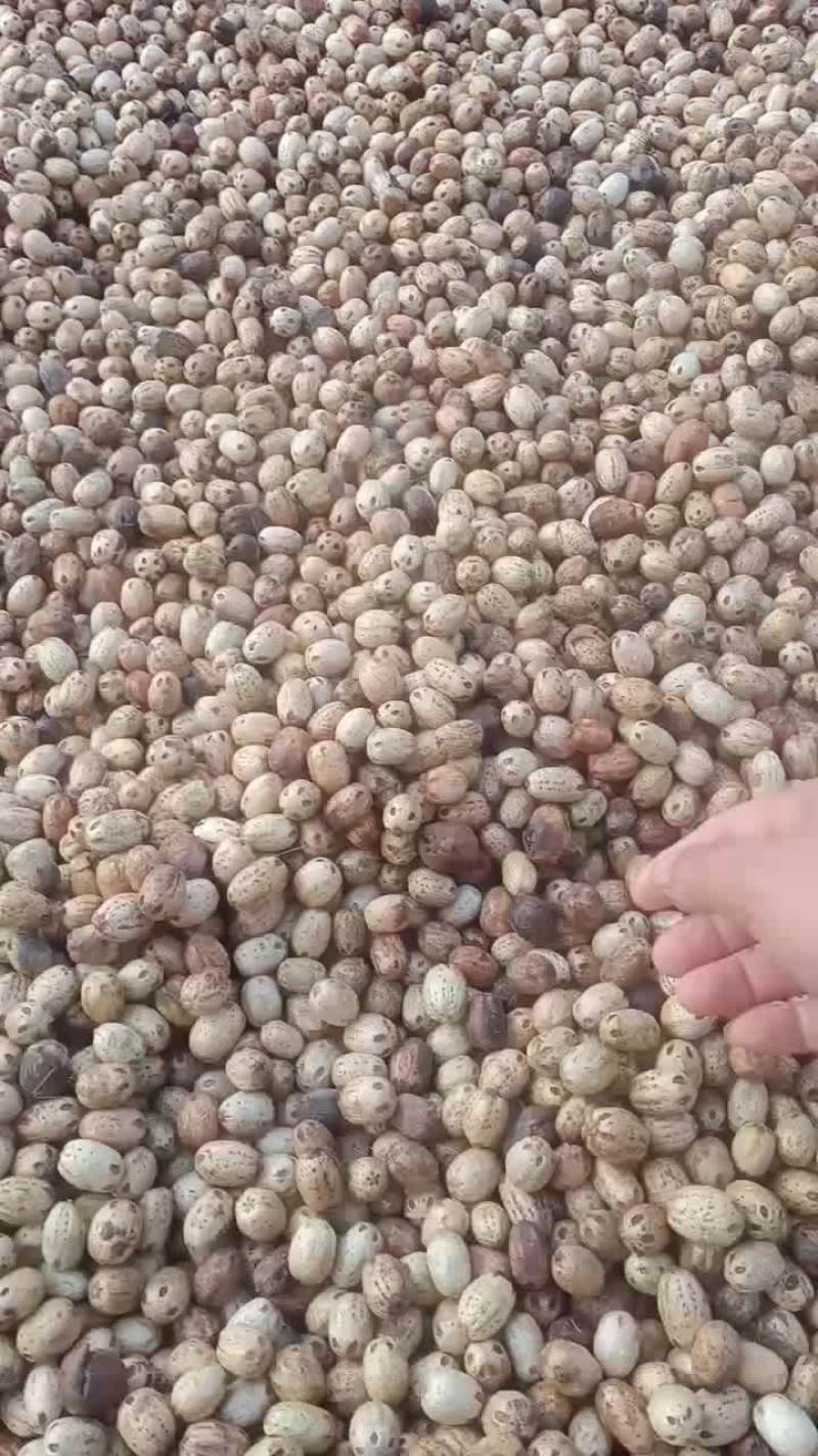 江西南酸枣种子