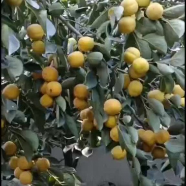 柿子大红袍大量上市中有需要联系我哦