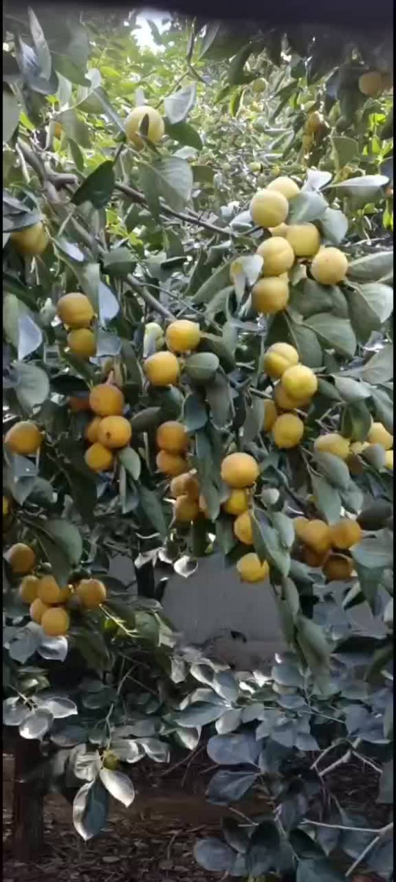 柿子大红袍大量上市中有需要联系我哦