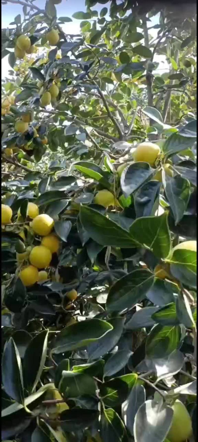 柿子大红袍大量上市中有需要联系我哦