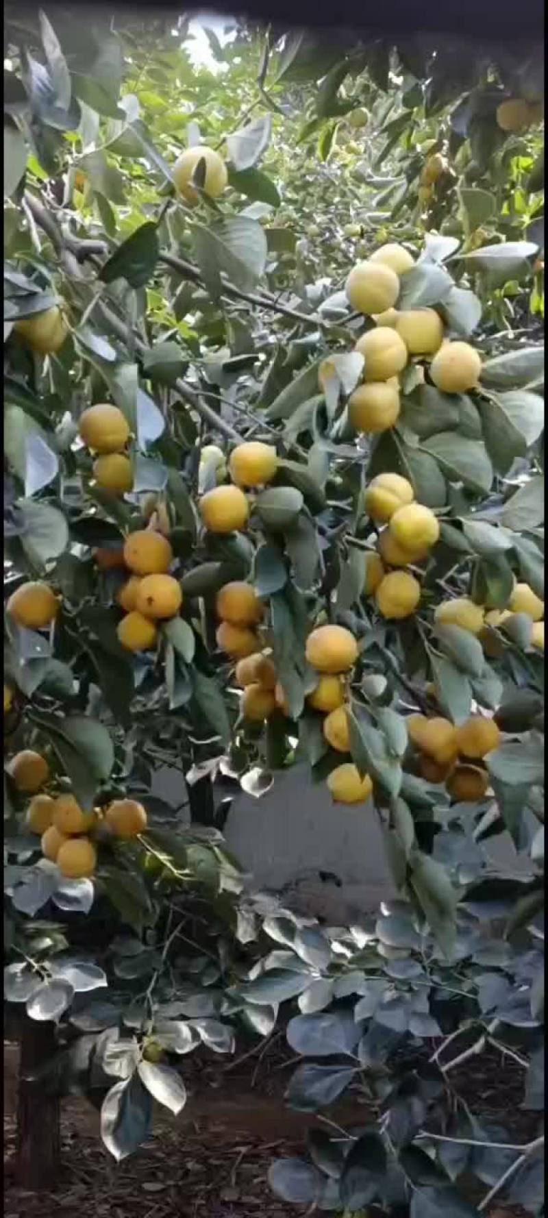 柿子大红袍大量上市中有需要联系我哦