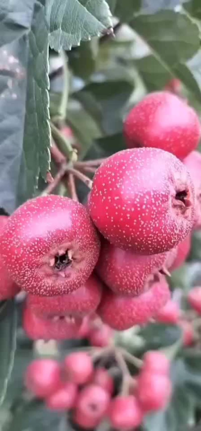大金星商品果