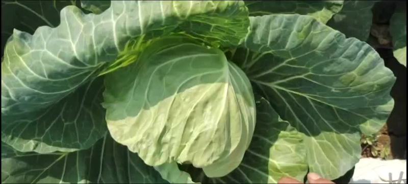 邯郸本地甘蓝上市中