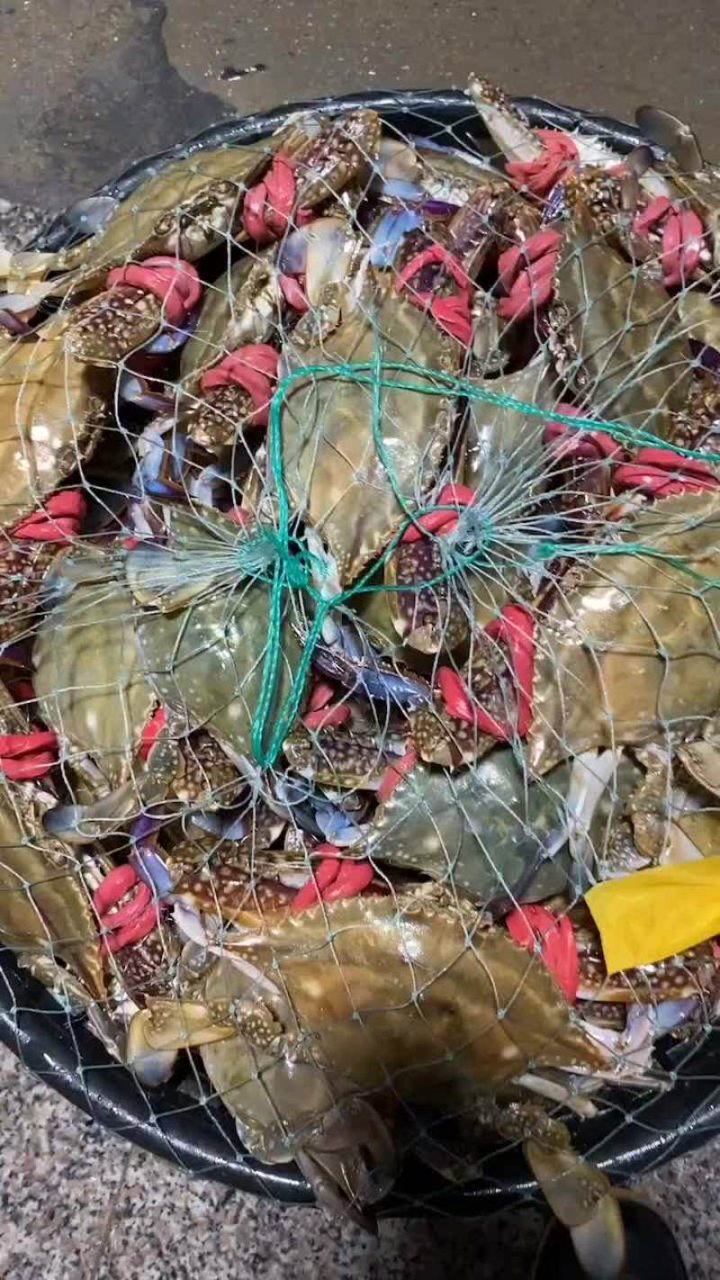 养殖蟹大中小价格便宜个个都肥经济实惠