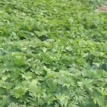 益母草