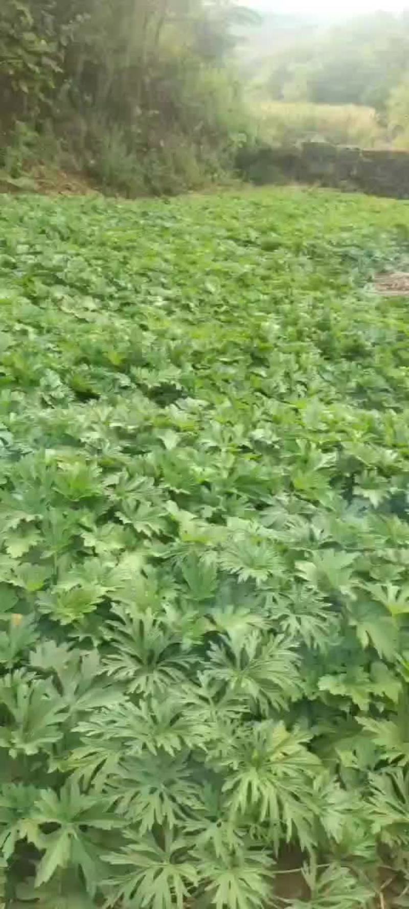 益母草