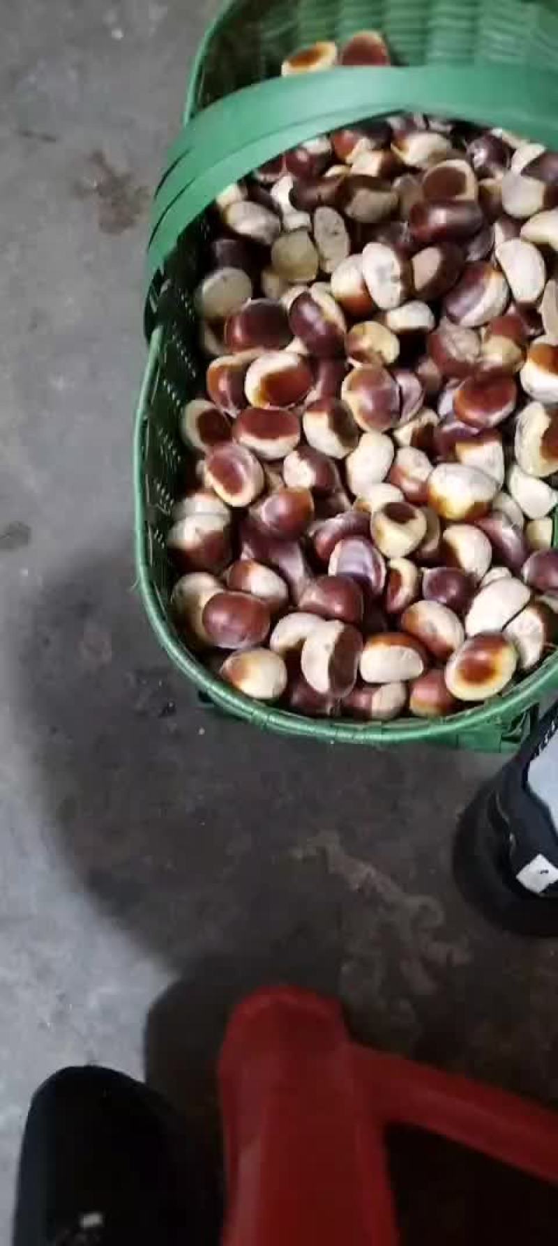 老树板栗
