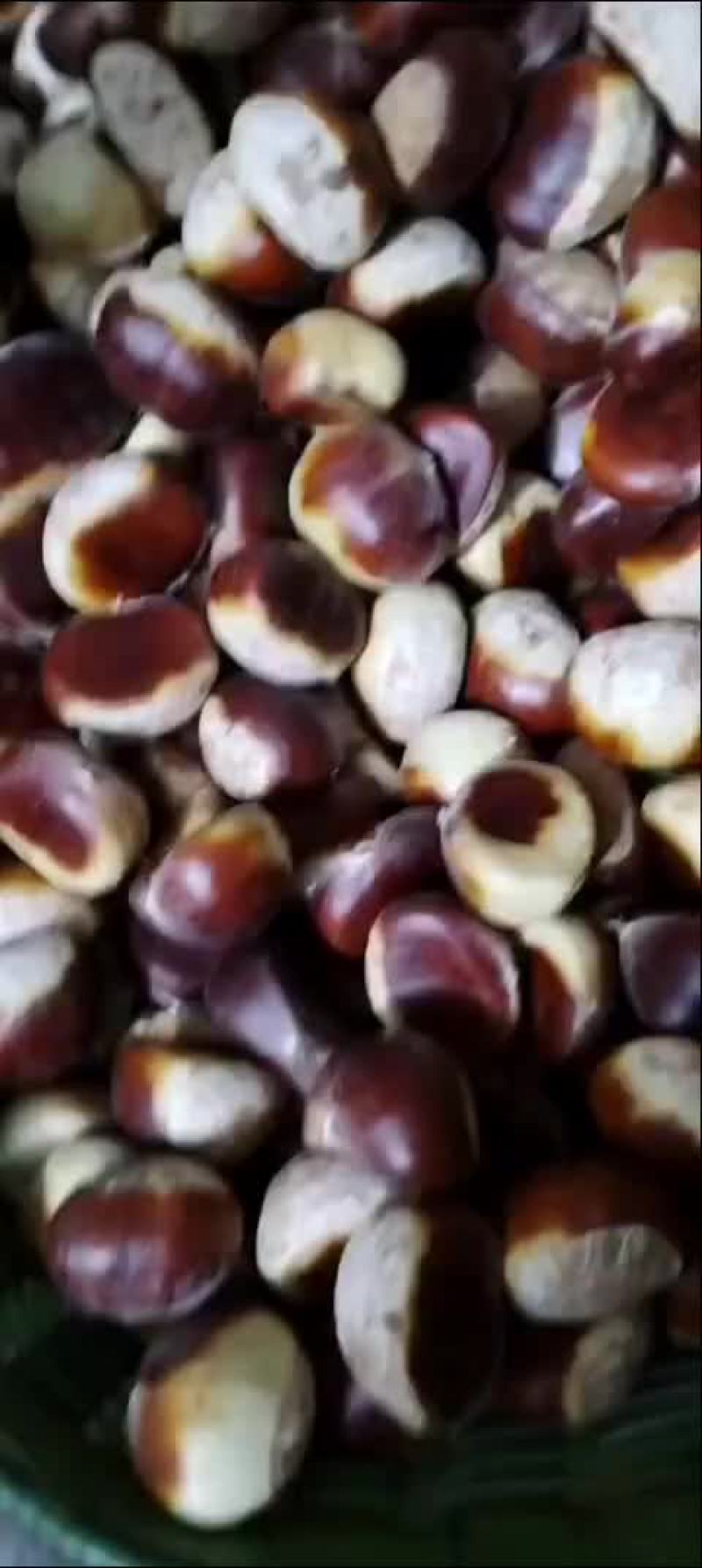 老树板栗