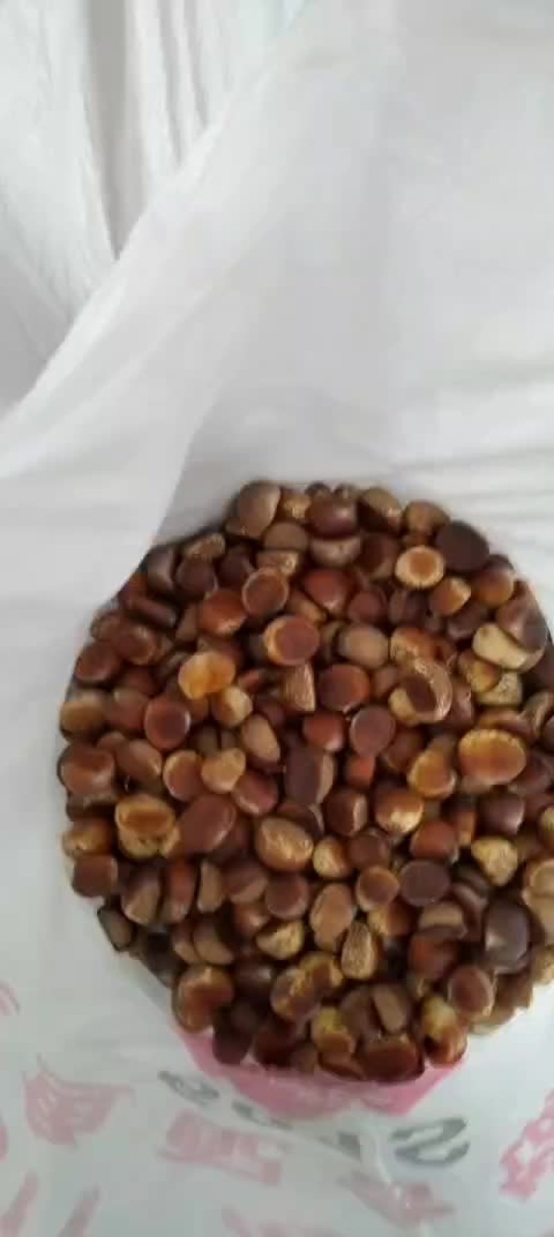 老树板栗