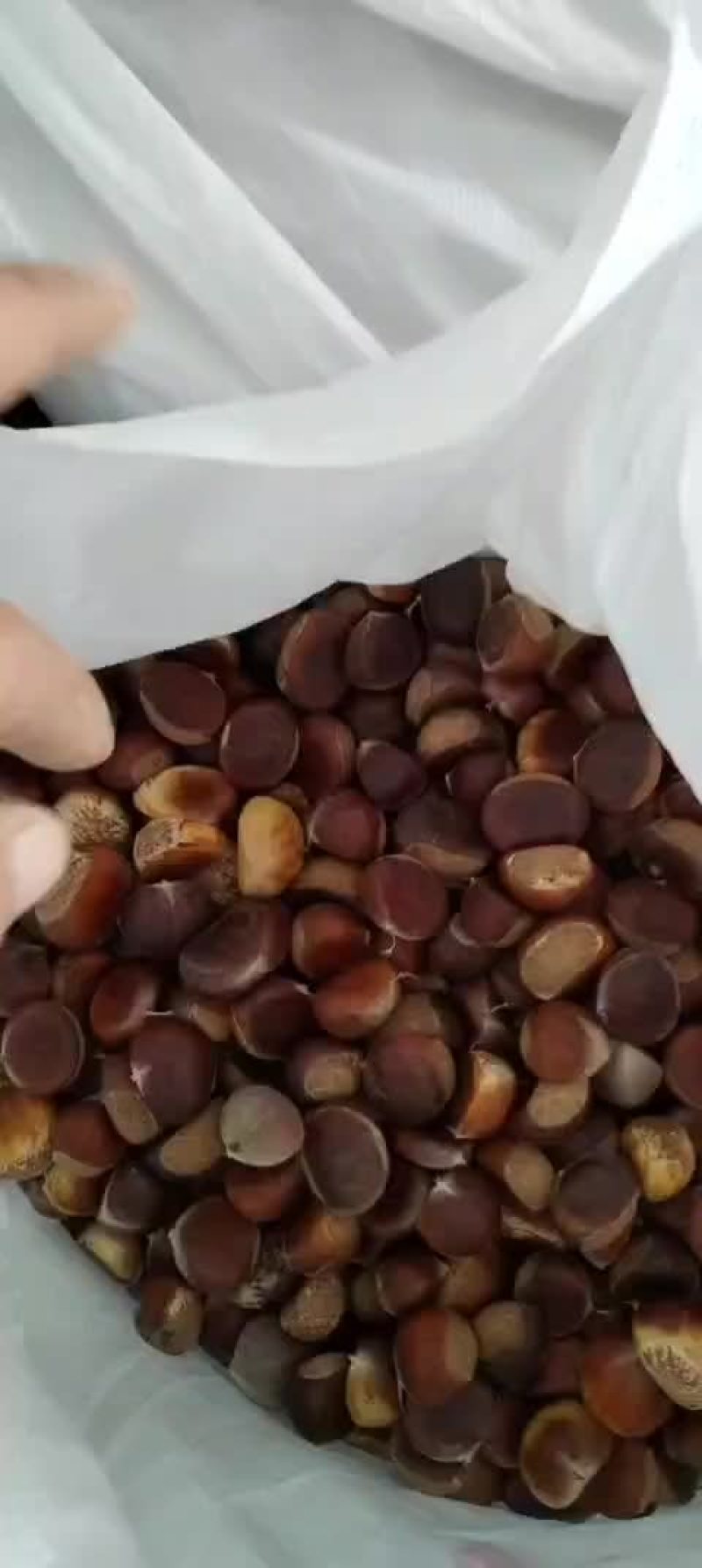 老树板栗