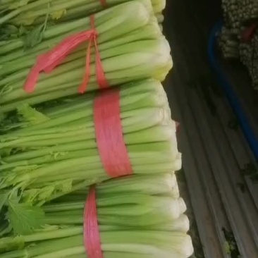 精品西芹