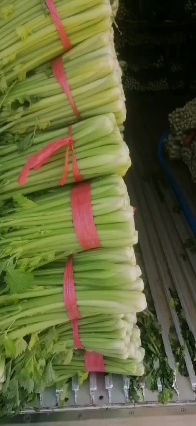 精品西芹