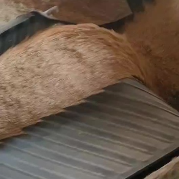 稻壳