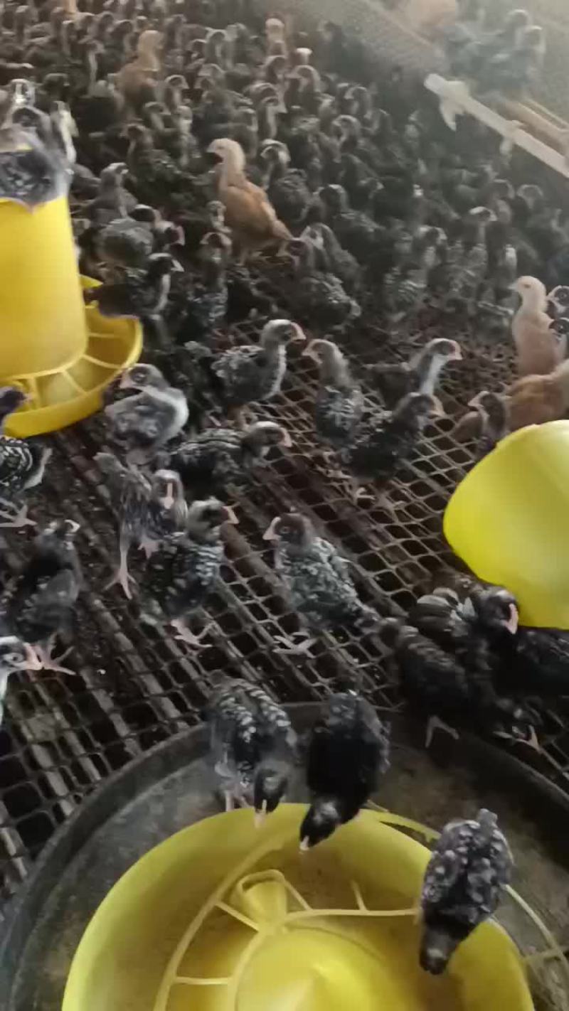 纯种芦花鸡苗全国发的
