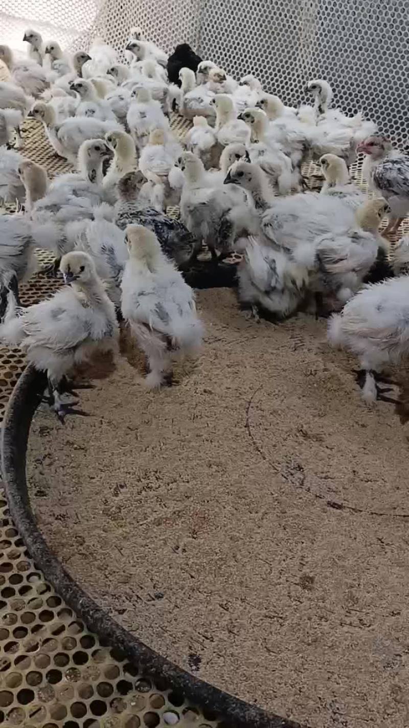 脱温白乌鸡，包成活，包邮。全国各地发货。