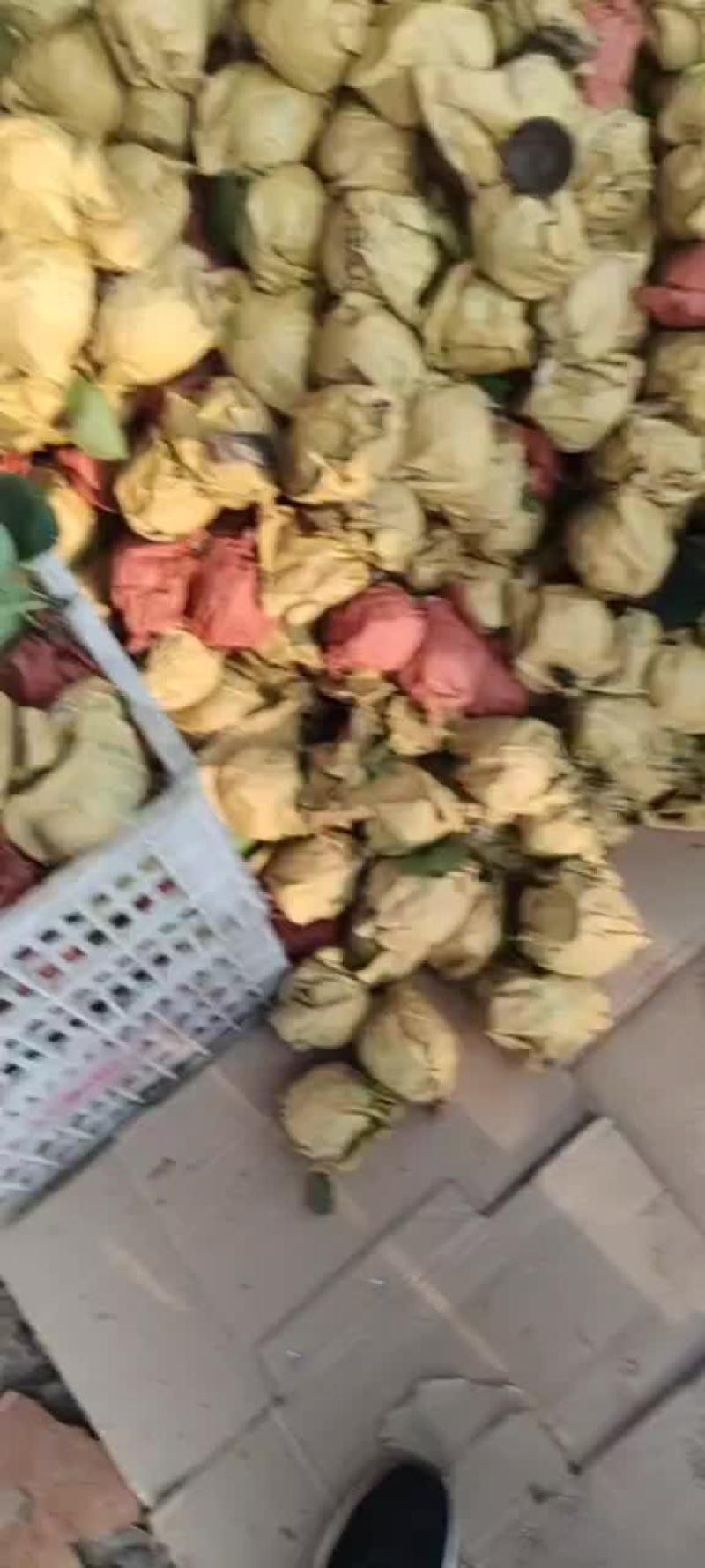 有机黄金梨