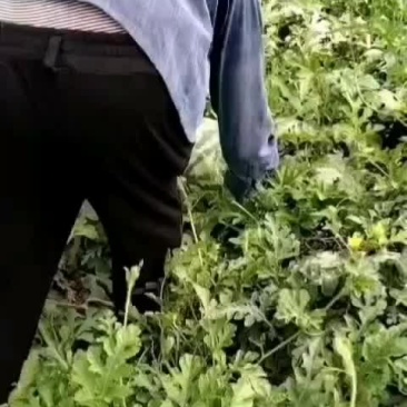 美都西瓜