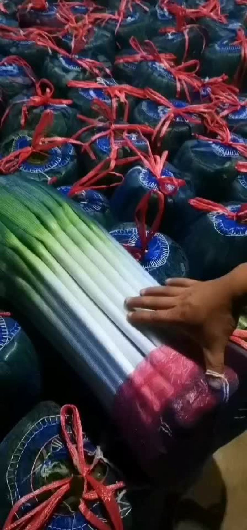铁杆大葱