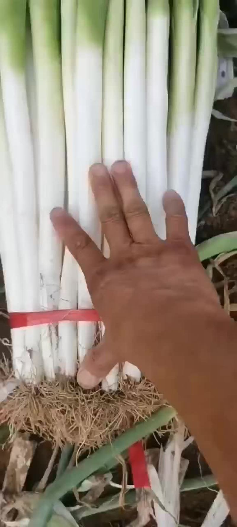 铁杆大葱