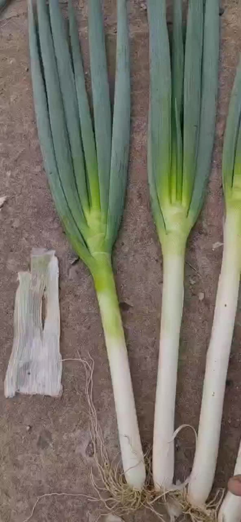 铁杆大葱