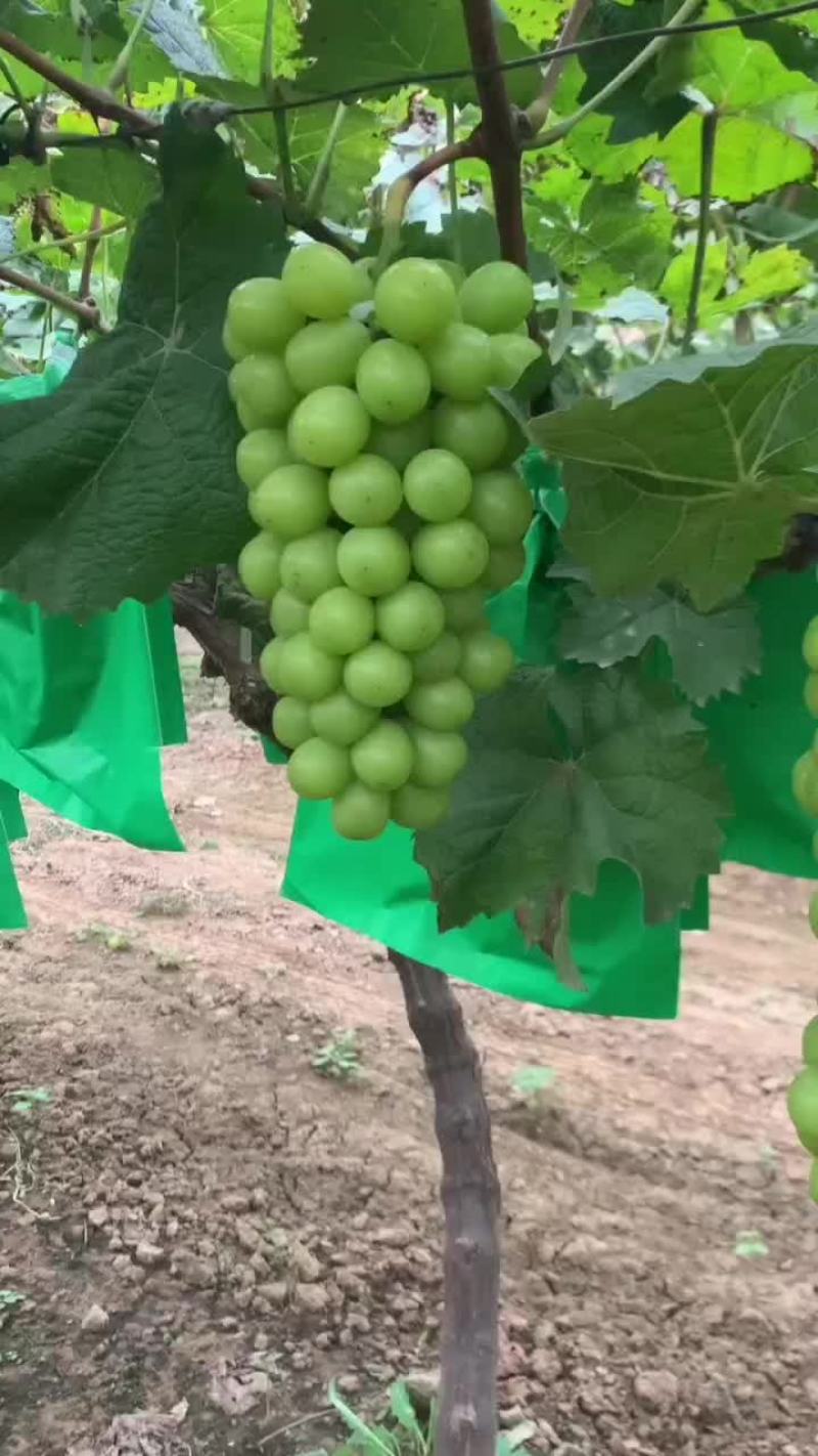 阳光玫瑰露天的货口感脆香甜