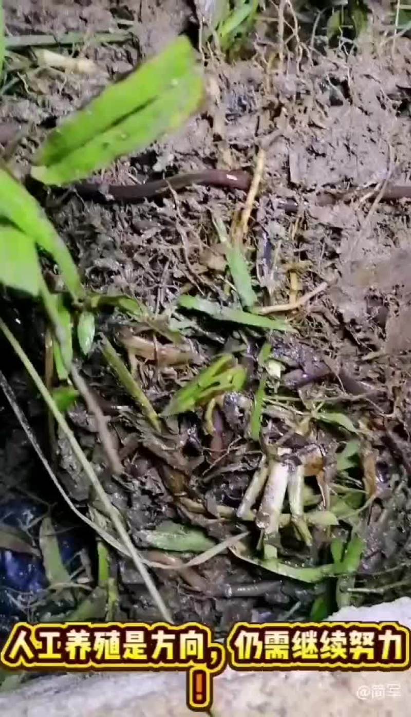 钓鱼蚯蚓