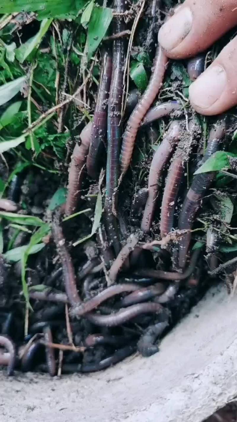 钓鱼蚯蚓