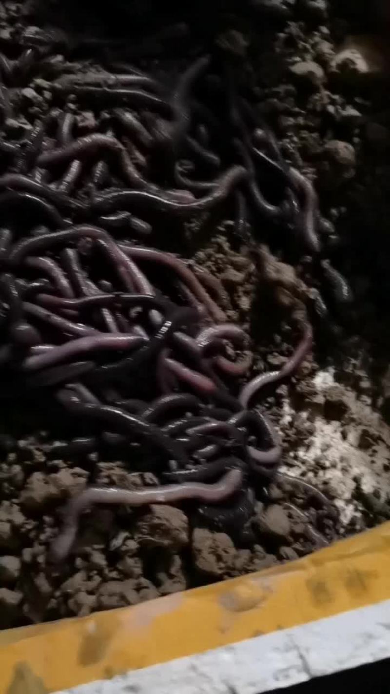 钓鱼蚯蚓